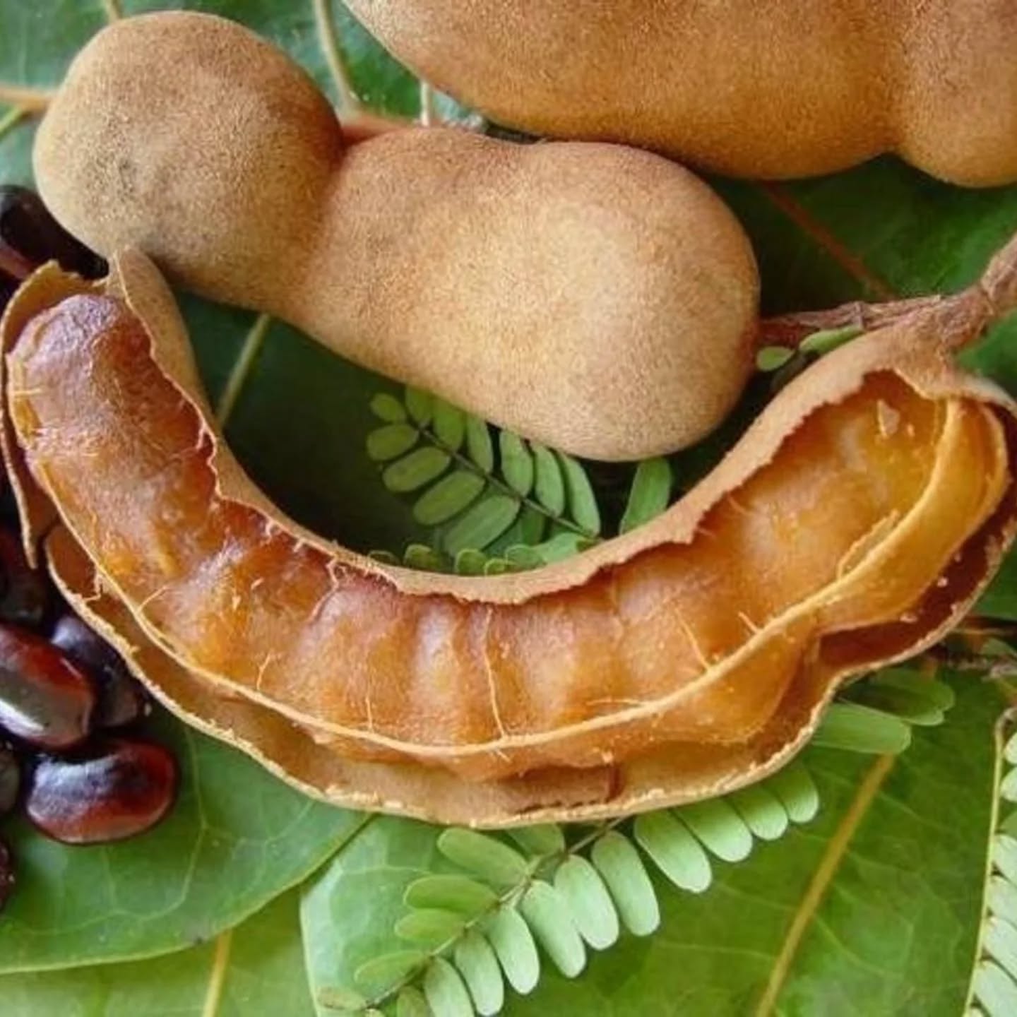 Homemade Tamarind Golla I তেঁতুল গোল্লা 500gram